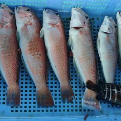 泉州丸　釣果