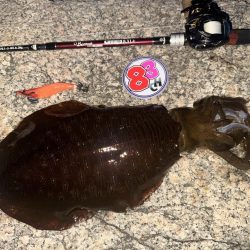 ベイトタックルで親烏賊