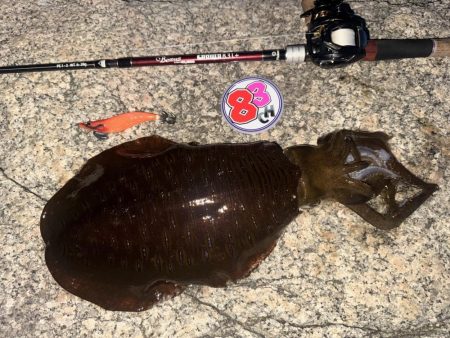 ベイトタックルで親烏賊