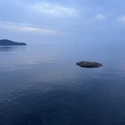 アオリイカ 雄 1.2㎏