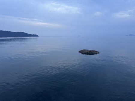 アオリイカ 雄 1.2㎏