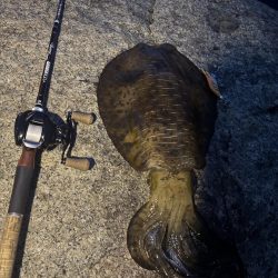 アオリイカ　２kg　