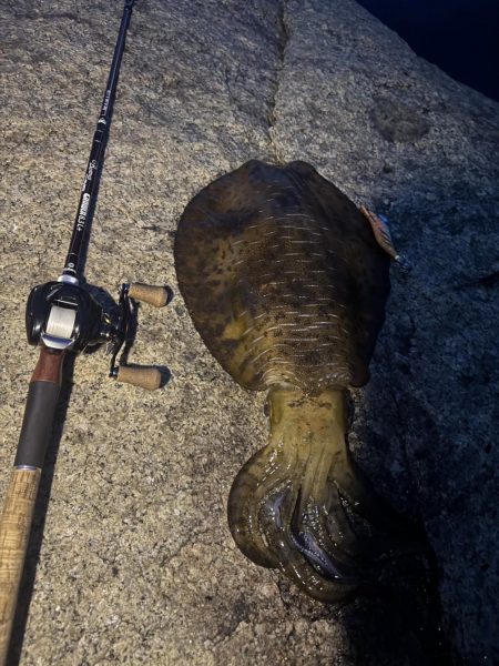 アオリイカ　２kg　