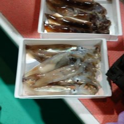 今季初イカメタル