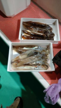 今季初イカメタル