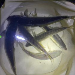 入れ食いでした🐟