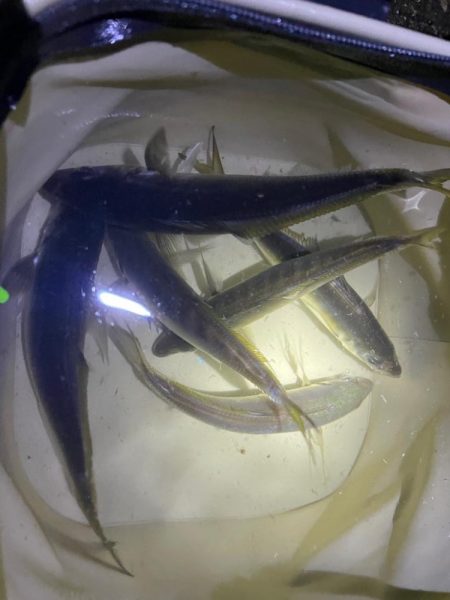 入れ食いでした🐟