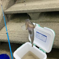 意外と大きいハゼも