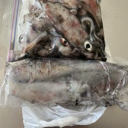 ケンサキエギング