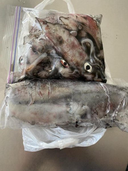 ケンサキエギング