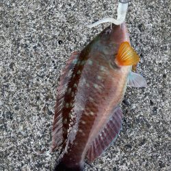 朝マヅメ根魚！