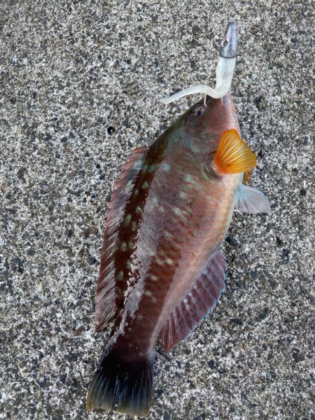 朝マヅメ根魚！