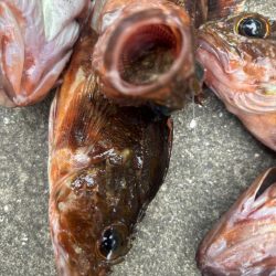 ガシリング好調です