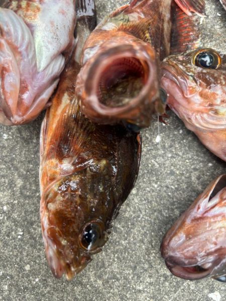 ガシリング好調です