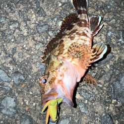 ロックフィッシュ狙いでしたが