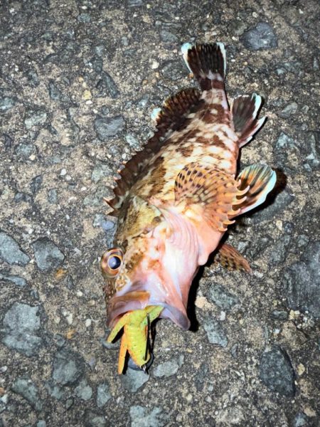 ロックフィッシュ狙いでしたが