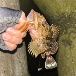 アジカサゴタコ