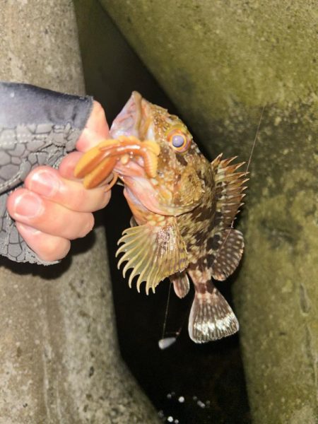 アジカサゴタコ