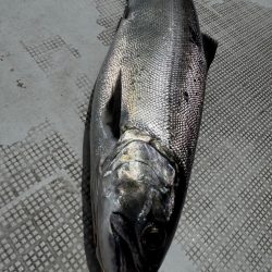 琵琶湖の宝石ビワマス