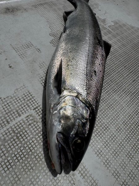 琵琶湖の宝石ビワマス