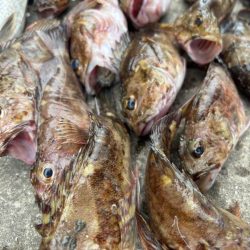 ロックフィッシング　楽しめました