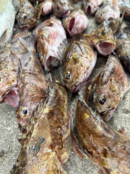 ロックフィッシング　楽しめました