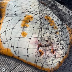 100均アミエビ +で