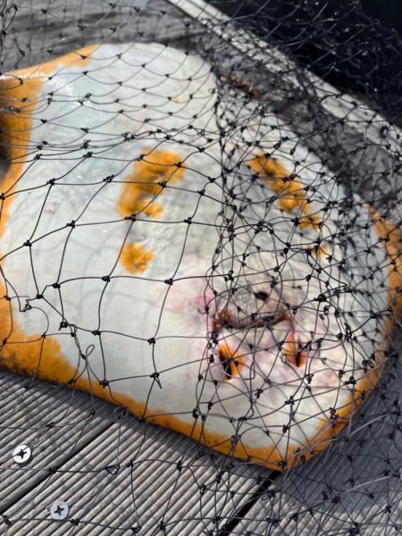 100均アミエビ +で