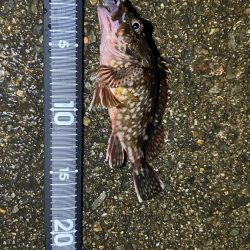 久しぶりのアコウ