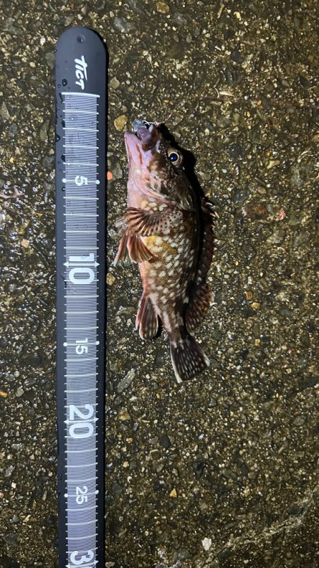 久しぶりのアコウ