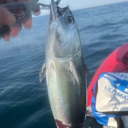 サップフィッシング