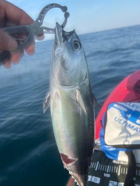 サップフィッシング