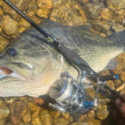 琵琶湖モンスター!