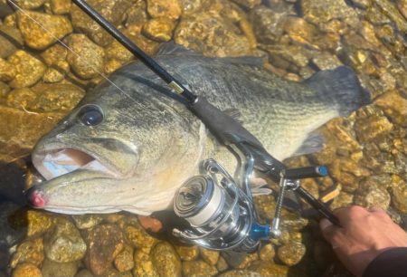 琵琶湖モンスター!