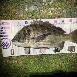 ルアーチヌフィッシング