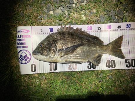 ルアーチヌフィッシング