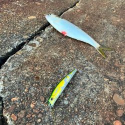 まいだいるのか？コノシロ祭り