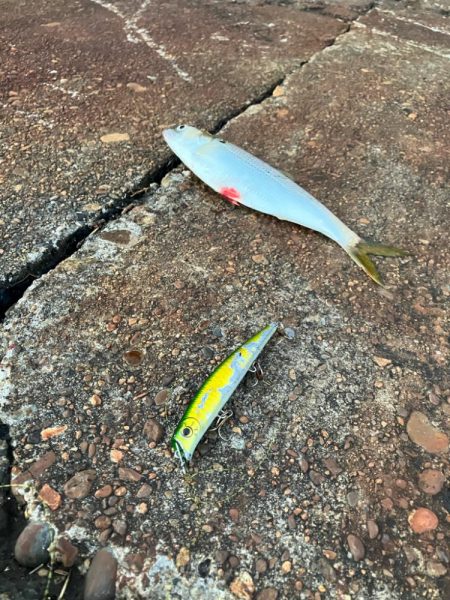 まいだいるのか？コノシロ祭り