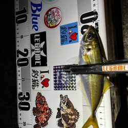 最近の目標は3匹アジング