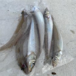 いいサイズのキスが釣れました