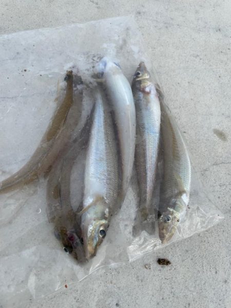 いいサイズのキスが釣れました