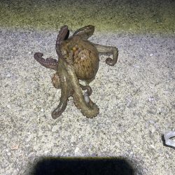 たこキロアップ