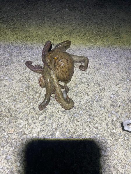 たこキロアップ