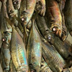 風裏でマアジ爆釣