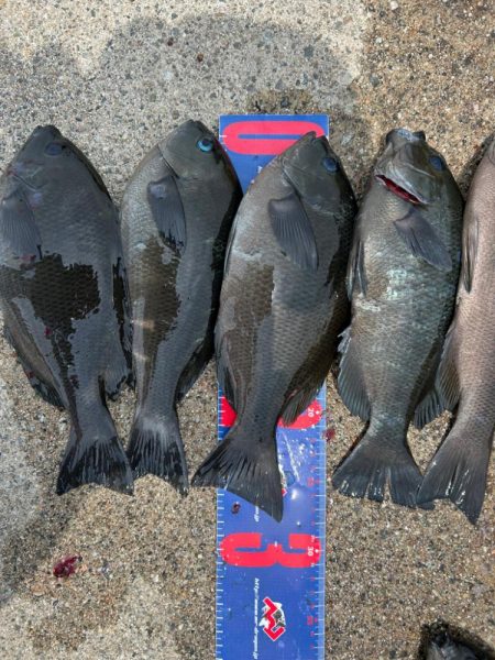 魚津港フカセ釣り