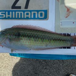 シロギスタのプチ遠征