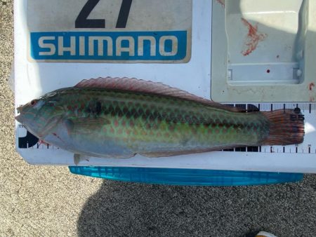 シロギスタのプチ遠征