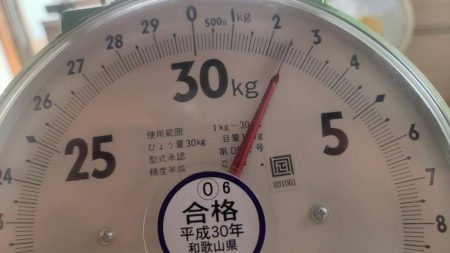 春イカはウキ釣りでしょ