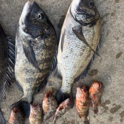 エビ撒きでチヌ活性高いです