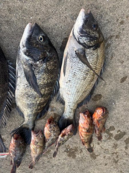 エビ撒きでチヌ活性高いです